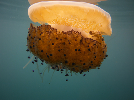 jellyfish blanes